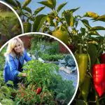 Ochrana paprik před plísněmi a mšicemi: jaké doprovodné rostliny vysadit vedle sebe? Ochrana paprik před plísněmi a mšicemi: jaké doprovodné rostliny vysadit