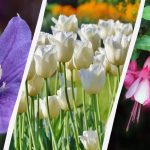 Odborník jmenuje 7 rostlin, které stojí za to vysadit na podzim na zahradě Odborník jmenuje 7 rostlin, které stojí za to vysadit na