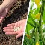 Okurky porostou rychle a neonemocní: do čeho namočit semena před