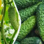 Okurky vydrží až do mrazů: které odrůdy lze vysévat v