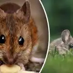 Osm skrytých příčin, které na jaře přitahují myši - jak