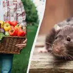 Pokud vysadíte těchto 7 rostlin, krysy na pozemek ani nevstoupí.