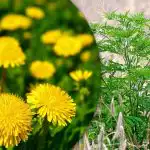 Portulaca, pšeničná tráva, ambrózie: jak se navždy zbavit plevele v