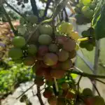 Přesný postup, jak pěstovat hrozny, abyste nepřišli o úrodu: pravidlo dvou výhonů presny-postup-jak-pestovat-hrozny-abyste-neprisli-o-urodu-pravidlo.jpg