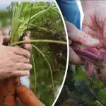 Příznivé dny: kdy okopávat mrkev a červenou řepu podle lunárního kalendáře 2025 Příznivé dny: kdy okopávat mrkev a červenou řepu podle lunárního