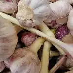 Proč je lepší přidávat česnek do salátu vcelku než přes lis? proc-je-lepsi-pridavat-cesnek-do-salatu-vcelku-nez-pres.jpg