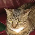 Proč je syrové maso pro kočku nebezpečnější než jed na krysy: zpověď veterinární nutriční terapeutky proc-je-syrove-maso-pro-kocku-nebezpecnejsi-nez-jed-na.jpg