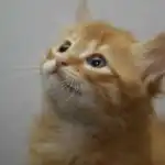 Proč kočky na rozdíl od psů nikdy nepřijdou na pomoc: evoluční zrada nebo upřímnost proc-kocky-na-rozdil-od-psu-nikdy-neprijdou-na-pomoc.jpg