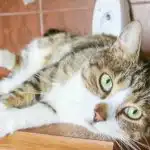 Proč kočky uprostřed noci "vybuchují": vědecké poznatky o náhlých útěcích a divokých skocích proc-kocky-uprostred-noci-vybuchuji-vedecke-poznatky-o-nahlych-utecich.jpg