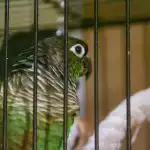 Proč papoušek křičí, jako by byl podříznutý, ačkoli je miska plná: návod k rozluštění ptačího skandálu proc-papousek-krici-jako-by-byl-podriznuty-ackoli-je-miska.jpg