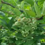 Proč při pěstování borůvek dávat do jamky borový opad: kyselé prostředí pro bobule proc-pri-pestovani-boruvek-davat-do-jamky-borovy-opad-kysele.jpg