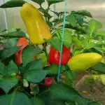proc-sladke-papriky-horknou-a-jak-jim-vratit-sladkost-tajemstvi.jpg