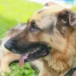 Proč váš pes žere trávu a nejen to: odhalení nejnechutnějšího psího tajemství vůbec proc-vas-pes-zere-travu-a-nejen-to-odhaleni-nejnechutnejsiho.jpg