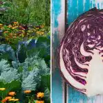 Proč zelí na záhoně vadne: záleží na jeho sousedech Proč zelí na záhoně vadne: záleží na jeho sousedech