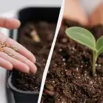 Rise do týdne: jak správně klíčit semena pepře doma