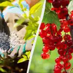 Rybíz je třeba na jaře přikrmovat: stačí hrst hnojiva na keř. Rybíz je třeba na jaře přikrmovat: stačí hrst hnojiva na