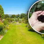 Skutečný "poklad" z popelnice: jeden výrobek dokáže na zeleninové zahradě