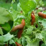 Smrtelný nepřítel slimáků a plžů: jaké květiny vysadit na svém