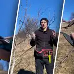 Třešně přestanou "plešatět": metoda prořezávání, která zdvojnásobí počet plodů