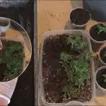 Úroda bude desetkrát větší: Jak vyzvednout sazenice rajčat, okurek a paprik Úroda bude desetkrát větší: Jak vyzvednout sazenice rajčat, okurek a