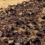 Úroda bude dvakrát větší: jaký hnůj používají zkušení zelináři na