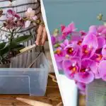 Vykvetou po celý rok: jak správně přesazovat a množit orchideje