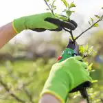 Zahrádkářům bylo připomenuto - je čas na prořezávání broskvoní: jakou