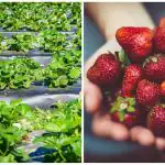 Závěrečný akord podzimu: jednoduché činnosti, které ovlivní plody příští sezóny Závěrečný akord podzimu: jednoduché činnosti, které ovlivní plody příští sezóny