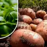 Země bude jako chmýří: zahradník radí, co zasít po sklizni brambor Země bude jako chmýří: zahradník radí, co zasít po sklizni