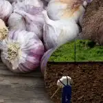 Zimní česnek to nemá rád: zahradník objevil tajemství dokonalého záhonu na zimu Zimní česnek to nemá rád: zahradník objevil tajemství dokonalého záhonu