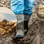 Zklamání z výnosu a kvality hlíz: které odrůdy brambor je lepší letos na jaře nesázet Zklamání z výnosu a kvality hlíz: které odrůdy brambor je