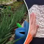 Holubi a myši se bojí jako ohně - levný způsob